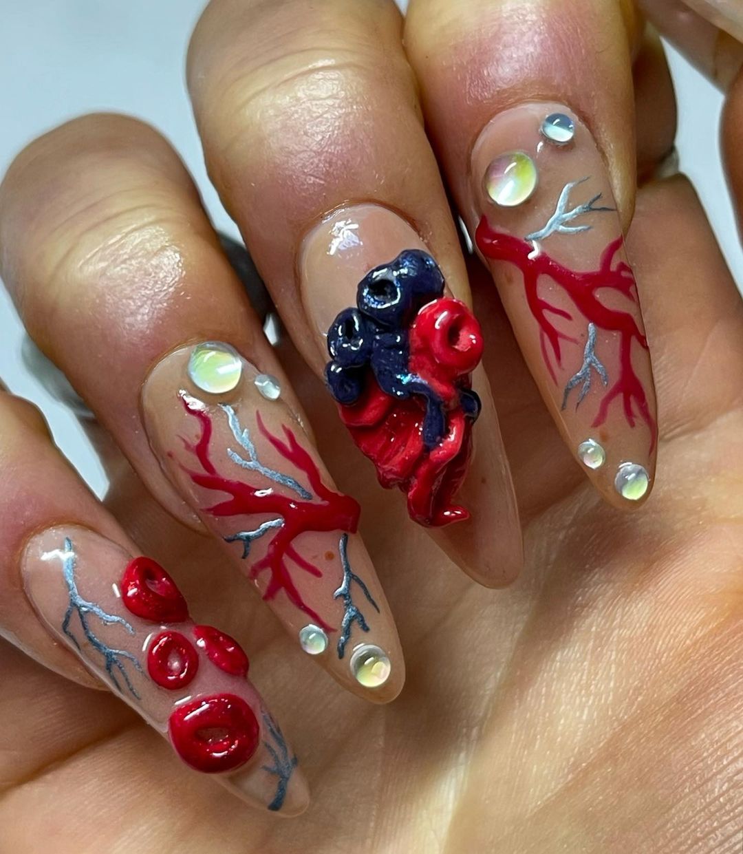 unhas de sangue anatómicas