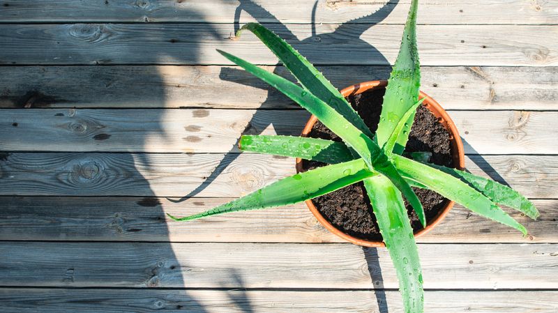 Aloe Vera Plant on Windowsill