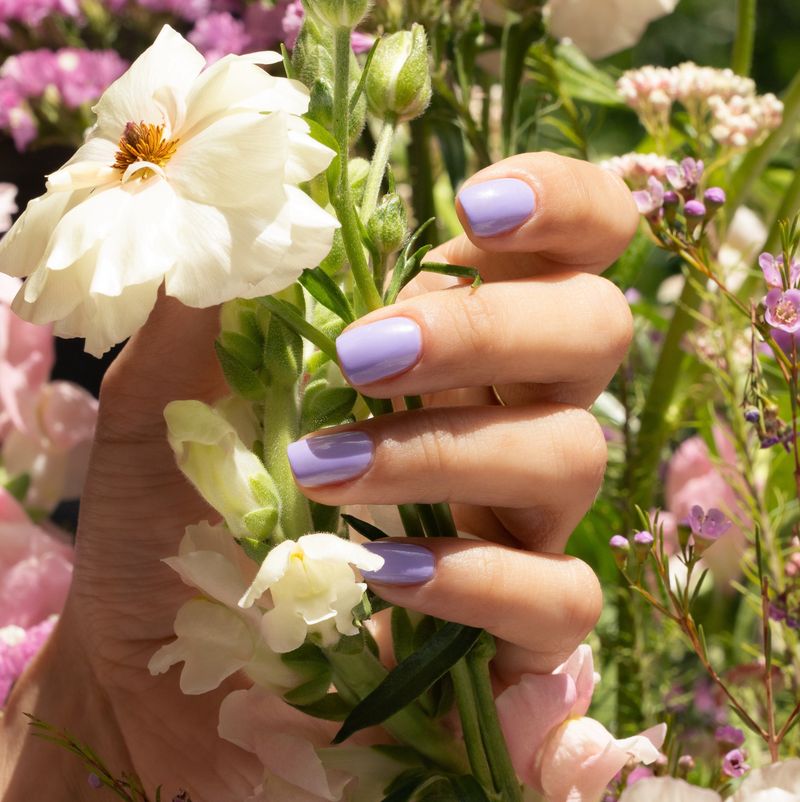 Wisteria Wonder