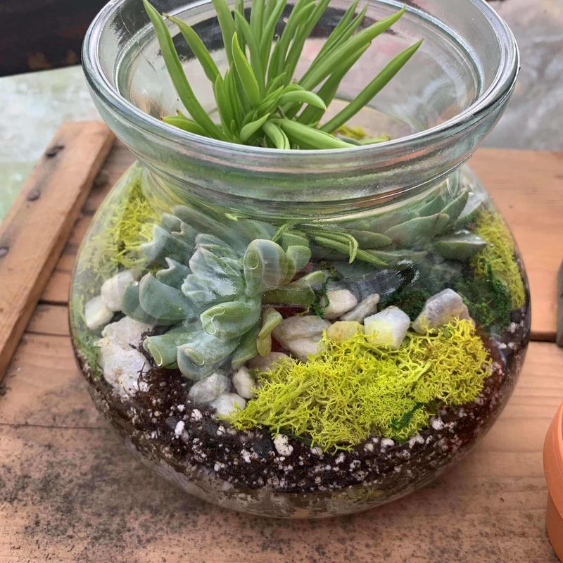 Terrarium Wonder