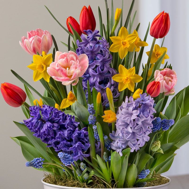 Flowering Bulb Gift