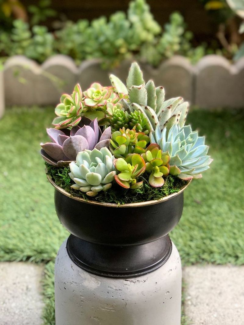 Succulent Garden