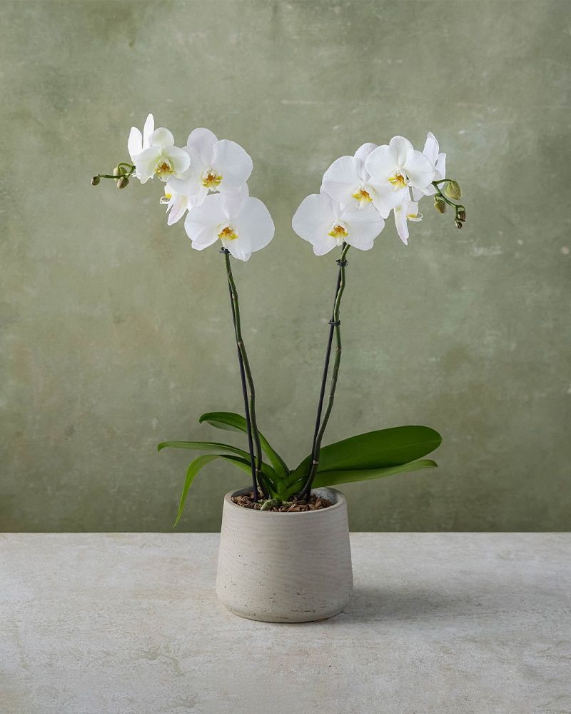 Potted Orchid Magic