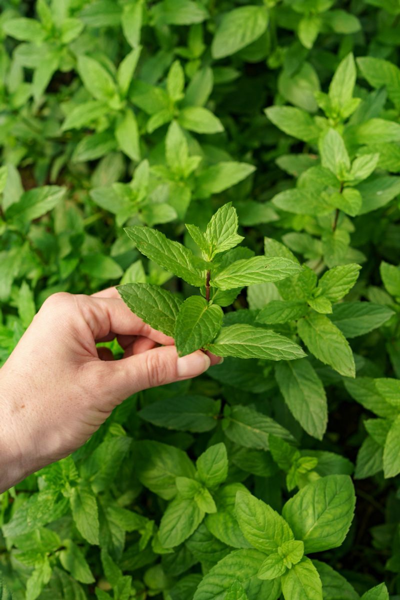 Mint Leaf Acne Treatment