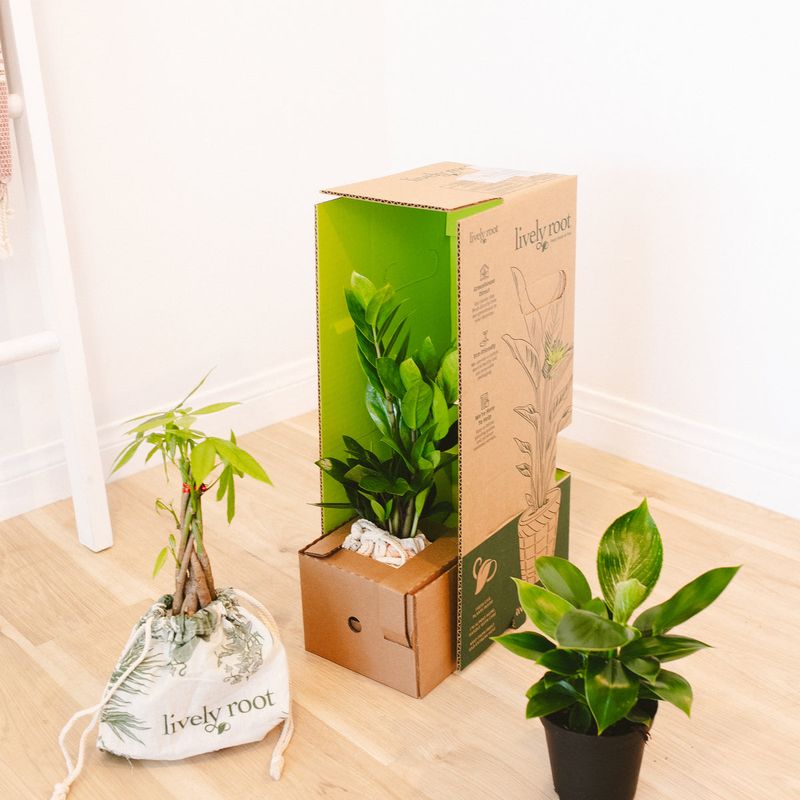 Houseplant Delivery Service