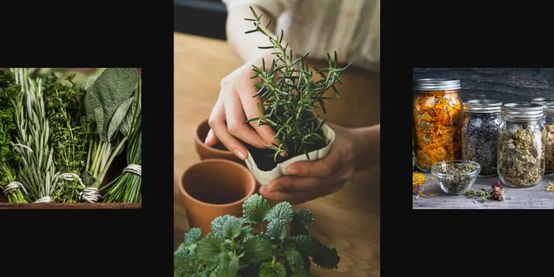Hormone-Balancing Herbs